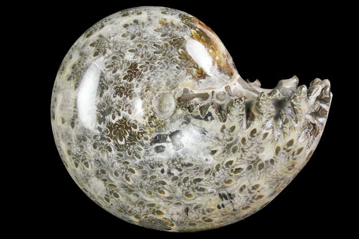 Polished, Agatized Ammonite (Phylloceras?) - Madagascar #149188